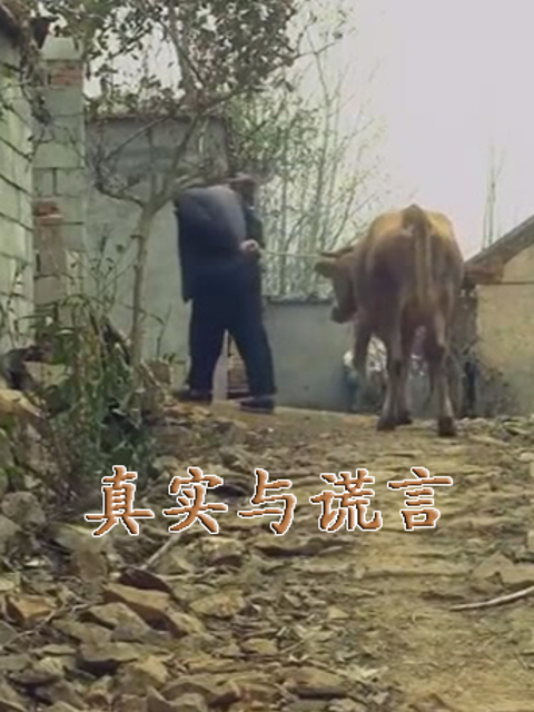 真实与谎言线上看