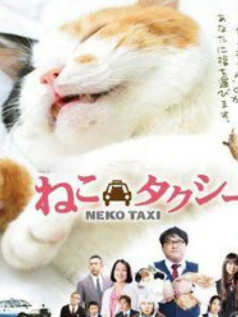 猫咪出租线上看